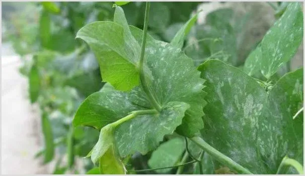 荷兰豆怎样整枝打叉 | 种植资料