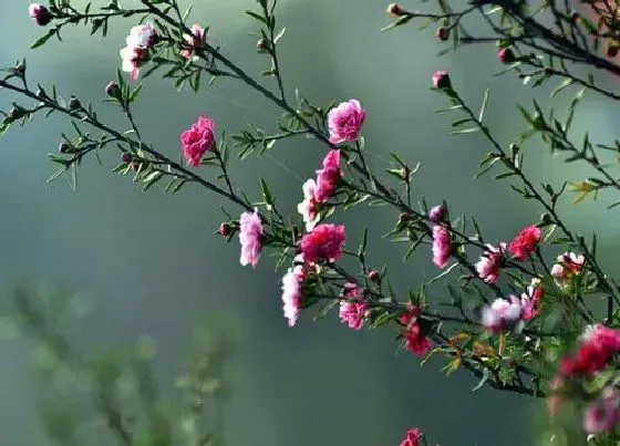 植物种类|红梅是乔木还是灌木植物