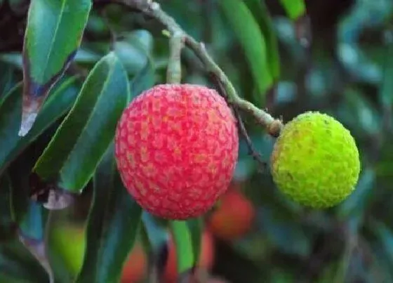 种植管理|荔枝北方可以种植吗 北方大棚栽种荔枝方法