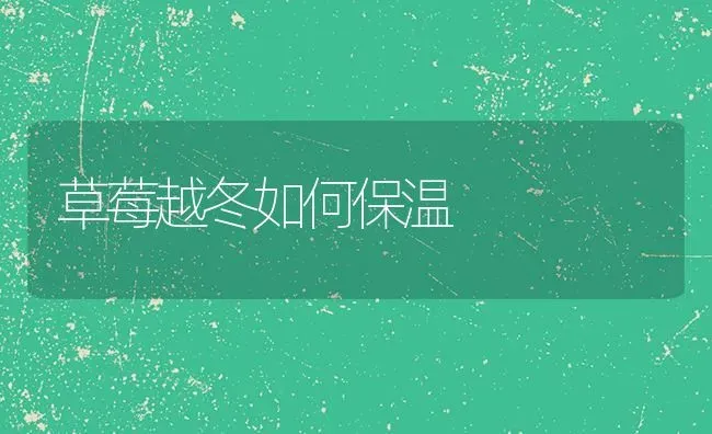 草莓越冬如何保温 | 瓜果种植