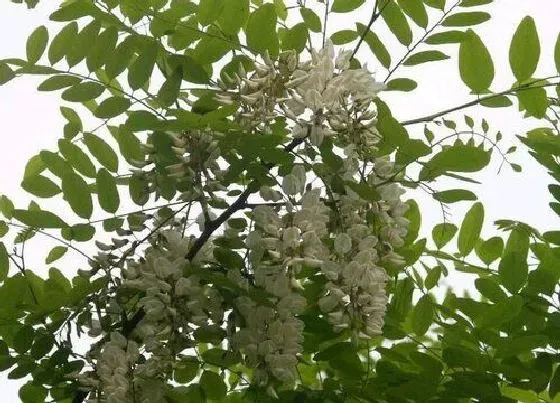 种植管理|刺槐生长速度快不快 一年长多少