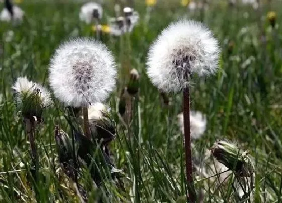 花卉百科|代表救赎的花（花语救赎与希望的花卉植物）