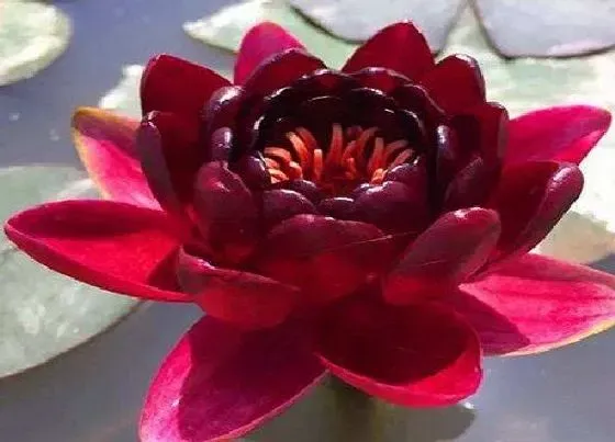 摆放风水|家里能养睡莲风水好吗