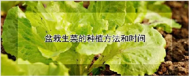 盆栽生菜的种植方法和时间 | 农业技术