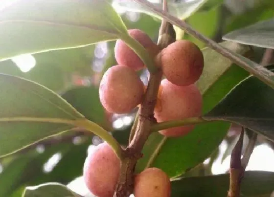 种子|榕树会结籽吗