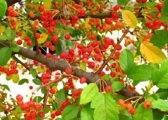 植物种类|山荆子是什么树 长什么样子