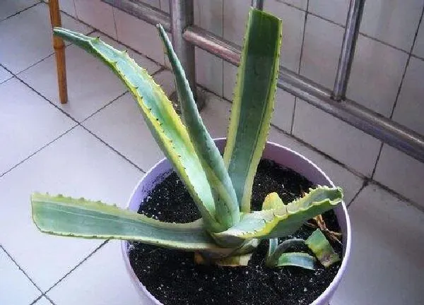 植物浇水|龙舌兰多久浇一次水
