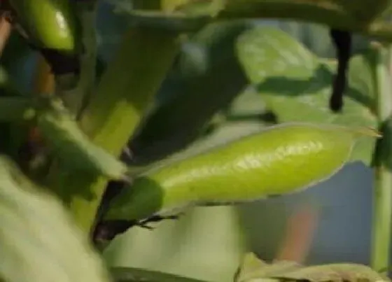 种植管理|蚕豆几月份种合适