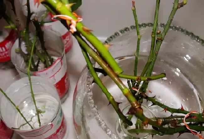 植物扦插|月季花什么季节扦插成活率高（什么时间扦插月季花最好）