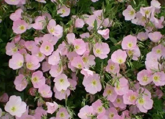 植物百科|美丽月见草是多年生吗