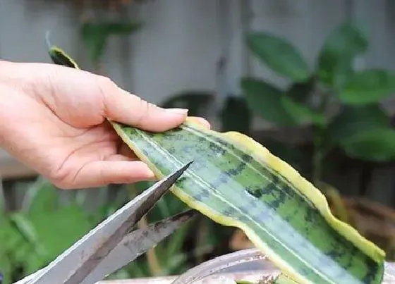 植物繁殖|虎尾兰扦插繁殖方法和注意事项