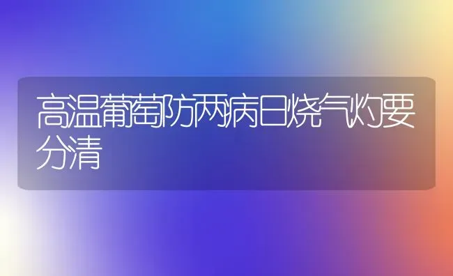 高温葡萄防两病日烧气灼要分清 | 瓜果种植