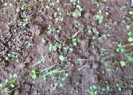 植物播种|幸运草种子怎么种植