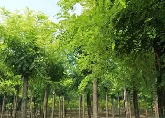 种植管理|刺槐生长速度快不快 一年长多少