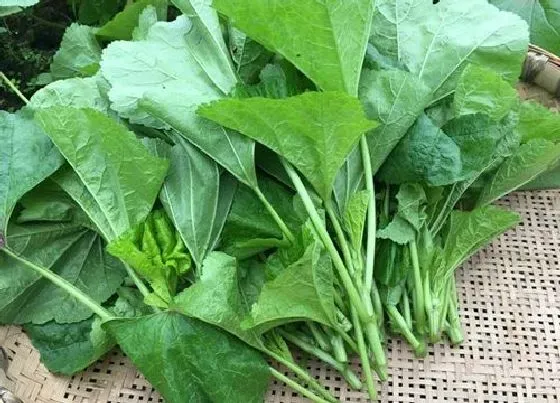 植物种类|绿色的蔬菜有哪些 常见的绿叶蔬菜品种图片及名称