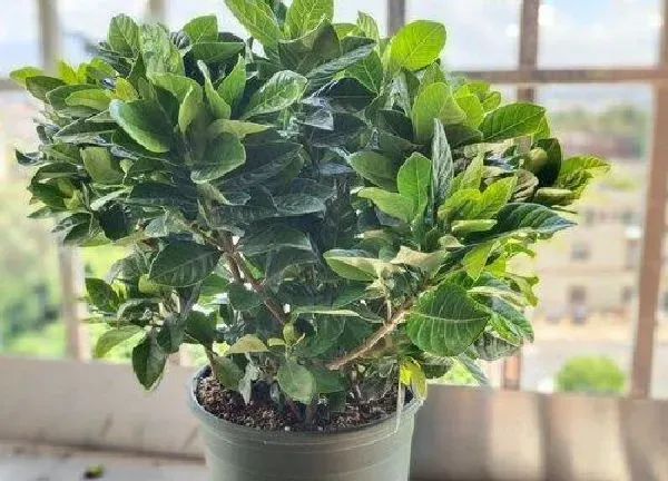 盆景|栀子花用什么花盆好看