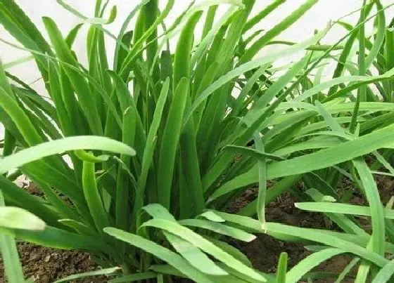 摆放风水|家里种韭菜好不好