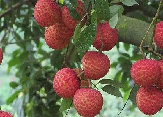 种植管理|荔枝北方可以种植吗 北方大棚栽种荔枝方法