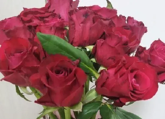 花语|玫瑰花花语及代表意义