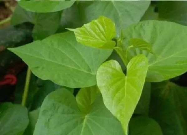 植物浇水|红薯浇水的正确方法