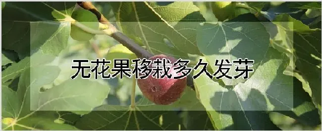 无花果移栽多久发芽 | 种植资料