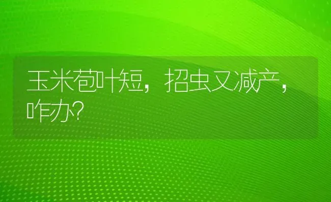 玉米苞叶短，招虫又减产，咋办？ | 粮油作物种植