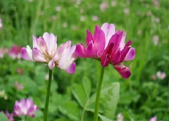 花期|紫云英花期是什么时候