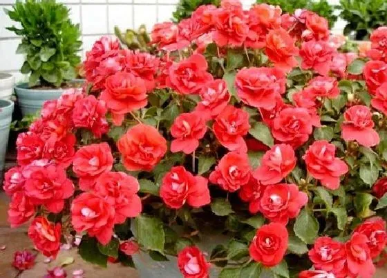 冬天植物|凤仙花冬天会死吗 冬季怎么养才不会死掉