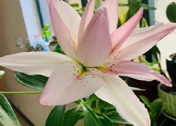 植物毒性|百合花香有毒吗