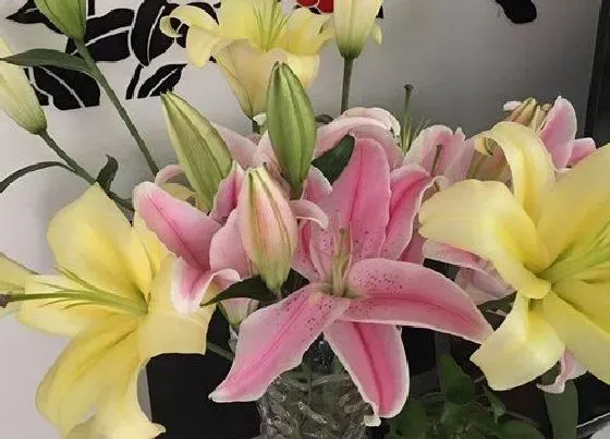 风水百科|家里植物很旺盛代表什么征兆（绿植花草长的旺盛风水好吗）