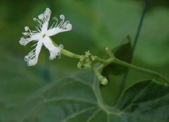 植物百科|无花果开花吗 开花什么样子