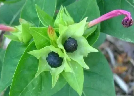 植物香味|紫茉莉有香味吗