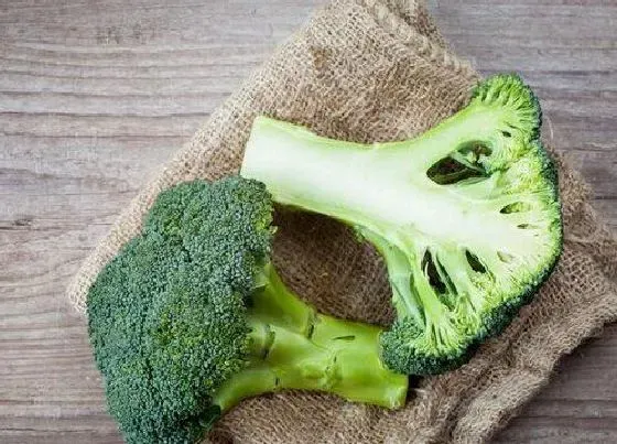 冬天植物|西兰花耐多少度低温