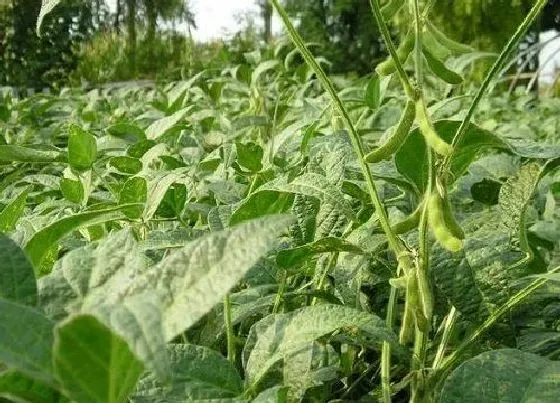 植物施肥|毛豆底肥施什么肥 种毛豆用什么肥料好