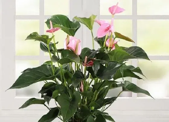 花语|粉掌的花语是什么意义