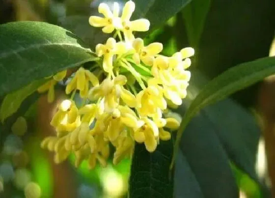 开花时间|桂花什么季节开花 开花时间