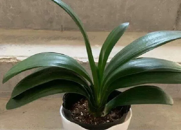 植物浇水|君子兰可以用啤酒浇吗