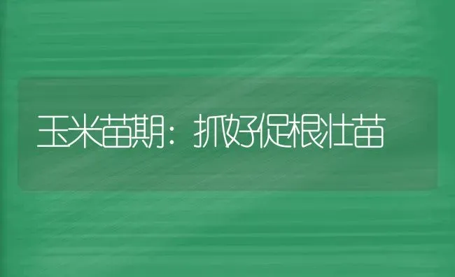 玉米苗期：抓好促根壮苗 | 粮油作物种植