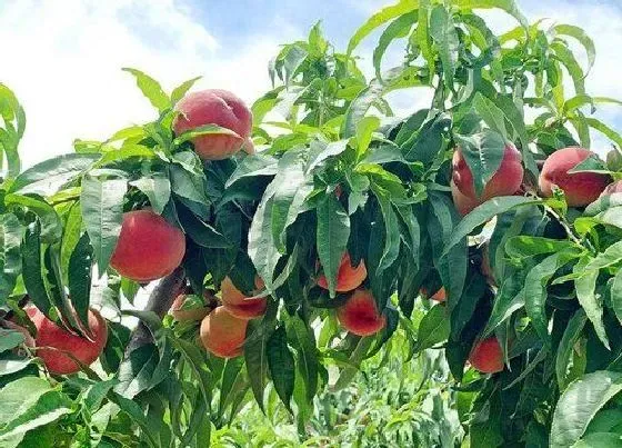 种植管理|桃树种植间距是多少
