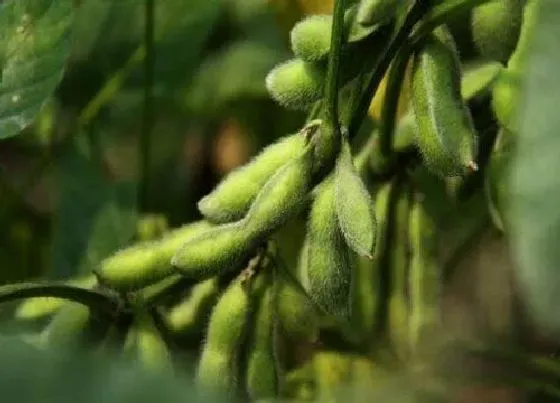 种植管理|大豆耐旱吗