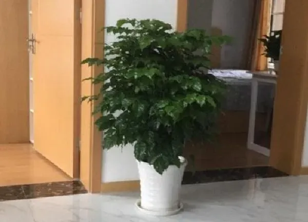 植物浇水|绿宝树多久浇一次水