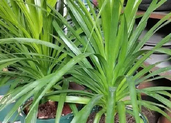 植物百科|龙须树一年能长多高 生长速度快吗