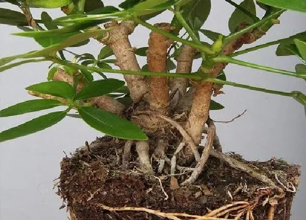 植物移栽|鸭脚木上盆时间与养护方法