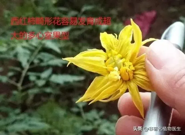 种植管理|造成西红柿出现畸形果的原因，番茄出现畸形果主要防治对策）