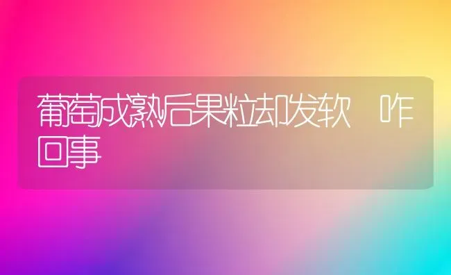 葡萄成熟后果粒却发软 咋回事 | 瓜果种植