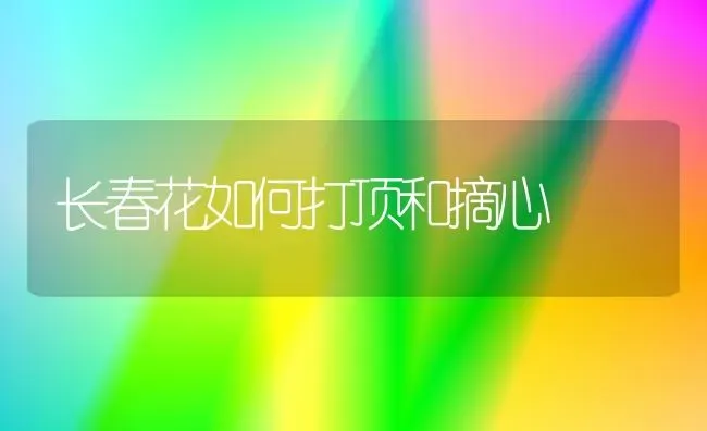 长春花如何打顶和摘心 | 瓜果种植