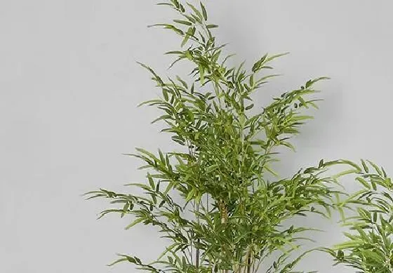 植物百科|竹子会开花吗 开花的颜色与样子