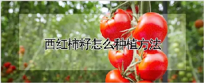 西红柿籽怎么种植方法 | 农业技术