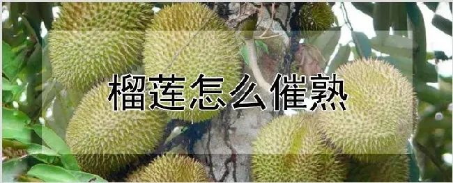 榴莲怎么催熟 | 种植技术