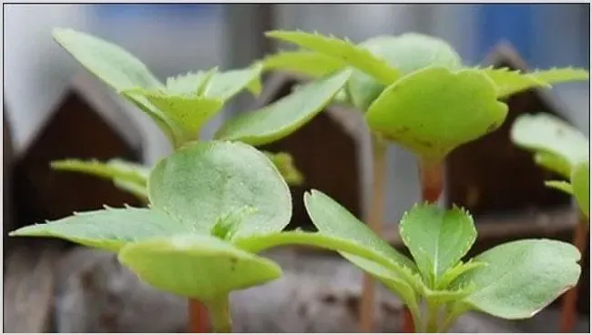 凤仙花怎么养 | 养殖技术